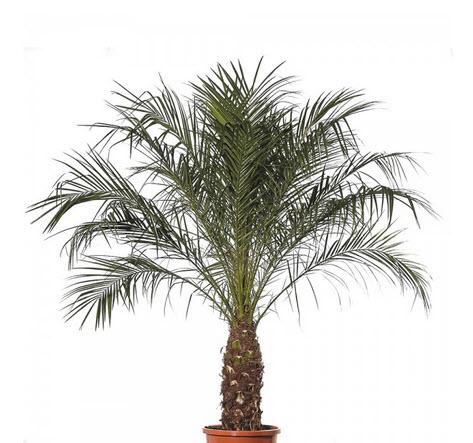 1-Phoenixpalme Echtpflanze 160-180 cm