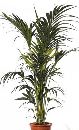 1-Kentia Palme Echtpflanze 160-180 cm