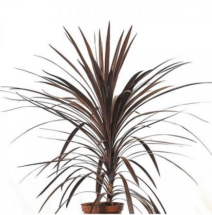 Dracena Indiv Echtpflanze 100 cm