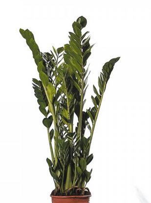 1-Zamioculcas Echtpflanze 100 cm