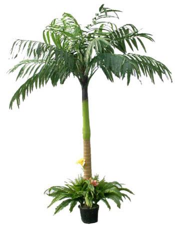 1-Kokos Palmen