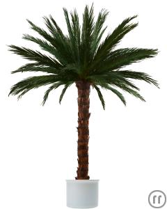 1-Palme/Palmen; Areca; Echtblattkonserviert; 3,5m Gesamthöhe