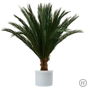 1-Palme/Palmen; Phönix; Echtblattkonserviert; 1,6m Gesamthöhe